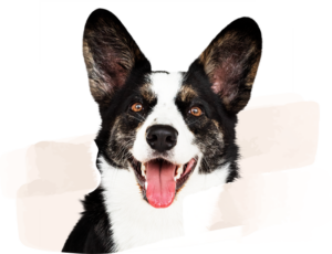 Schwarz-weißer Hundekopf in Portrait Ansicht.