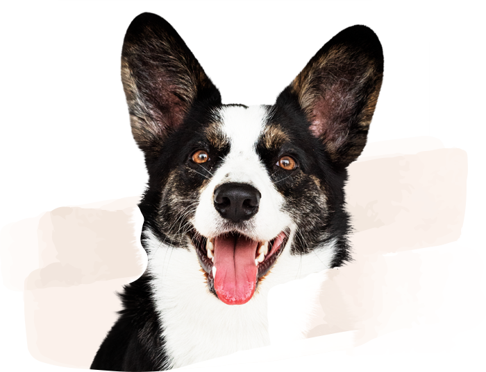 Schwarz-weißer Hundekopf in Portrait Ansicht.