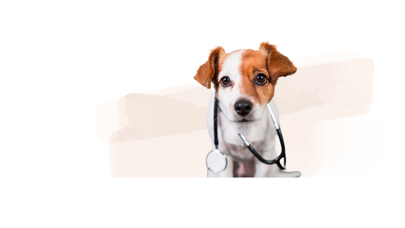 Portrait Hund - Medical Training