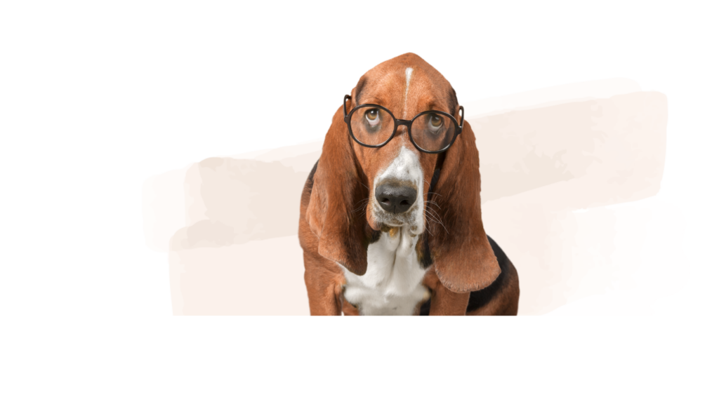 Portrait Hund - Beratung