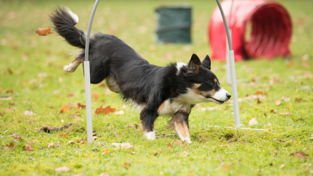 Gruppenkurs - Hoopers Basic Level