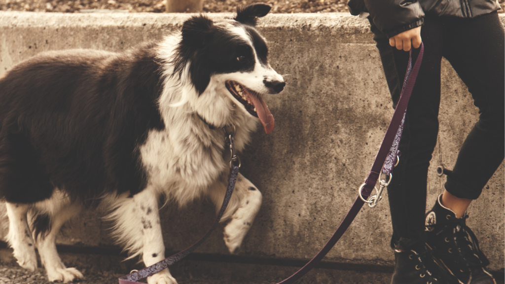Gruppenkurs - Leinenführigkeit