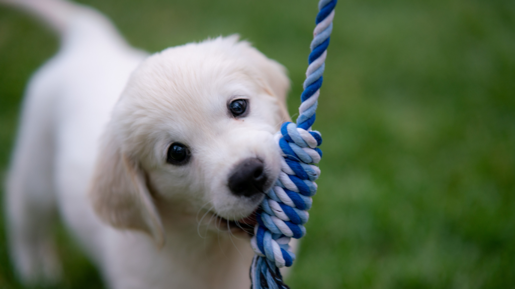 Gruppenkurse - Welpenkurs